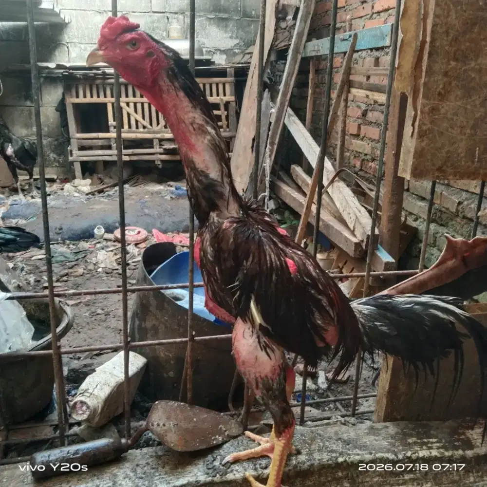Ayam bangkok jago