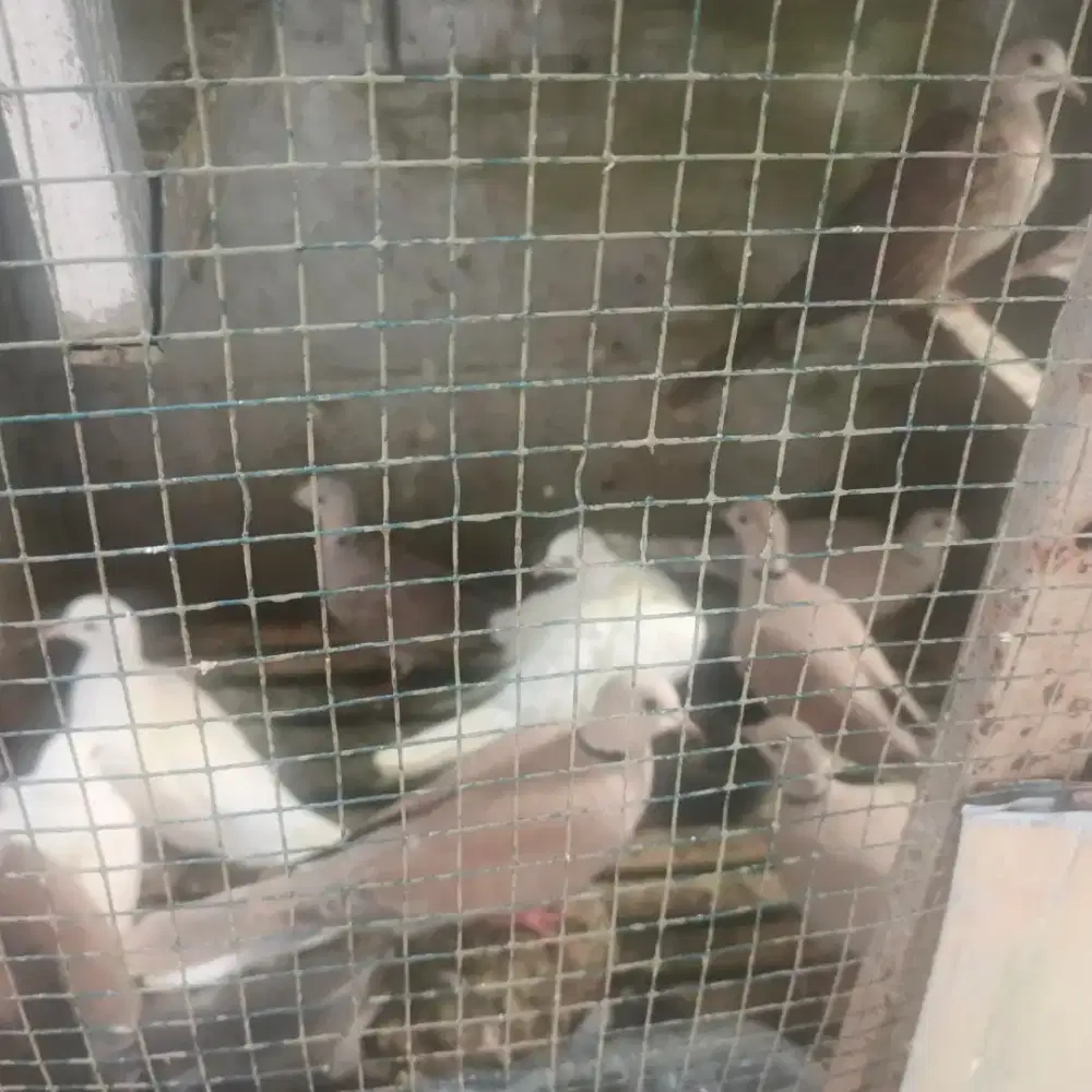 Burung Brenggolo puter Jawa dan Cuhu