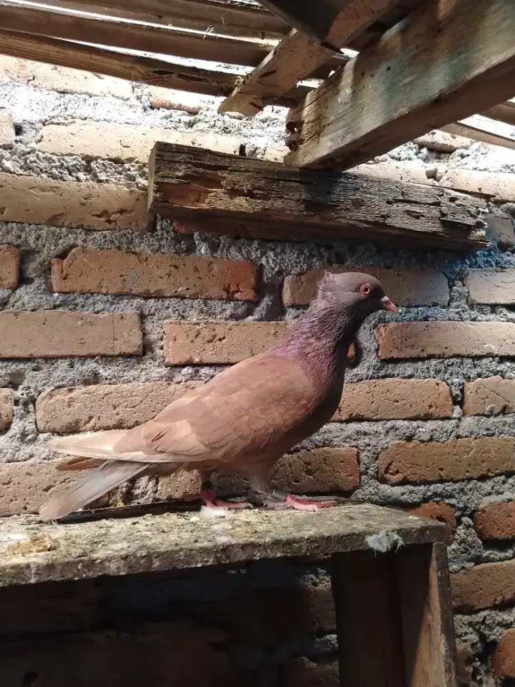 Merpati piyik jantan