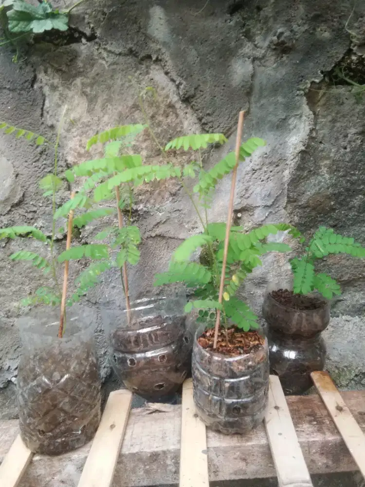 Pohon saga/pohon obat