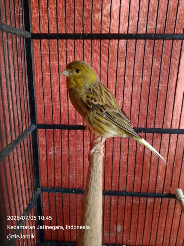 Kenari betina siap produksi
