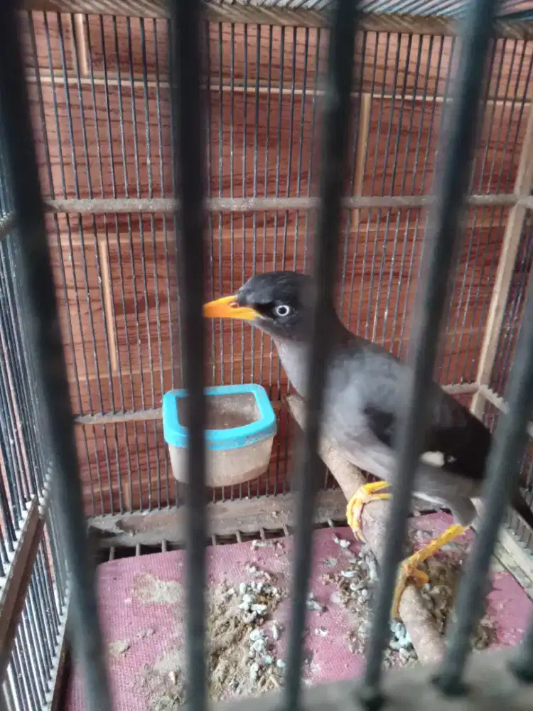 Jual cepet jalak kebo mata putih