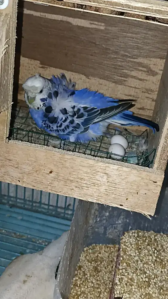 Parkit Hagoromo indukan