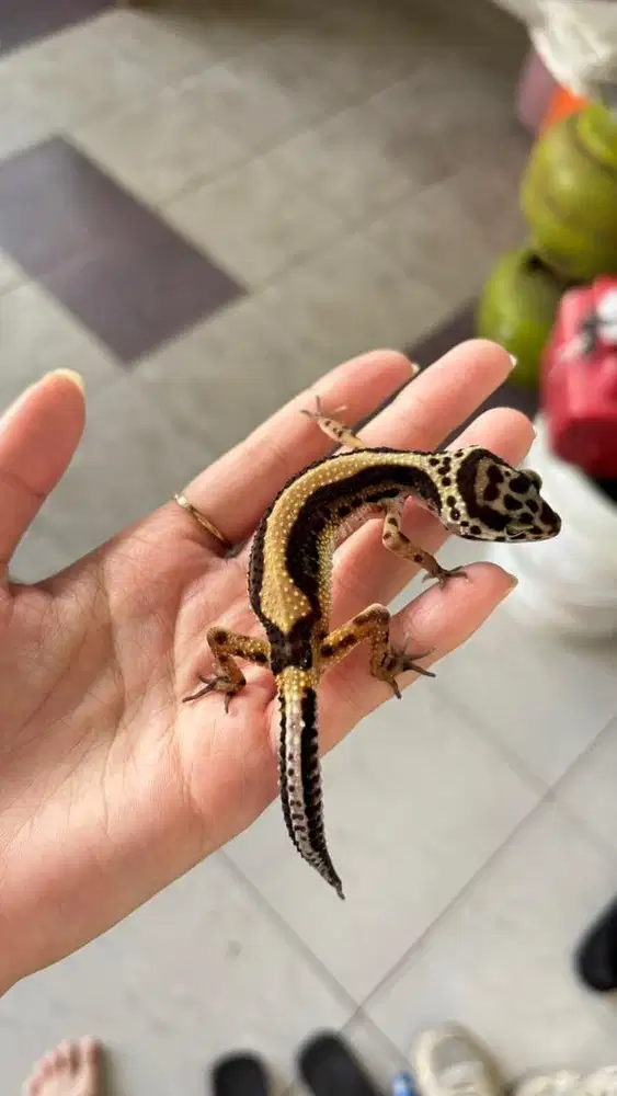 GECKO BOLD STRIPE PHT