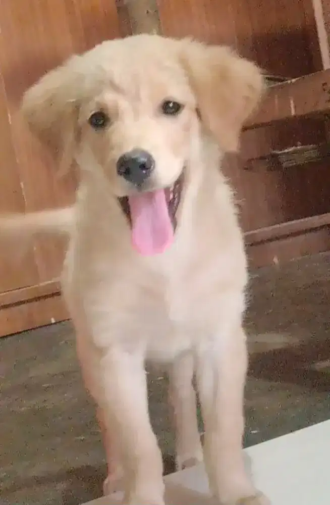 promooo hari ni ja yaaa anjing golden betina
