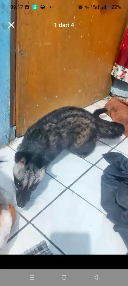 Musang pandan jinak