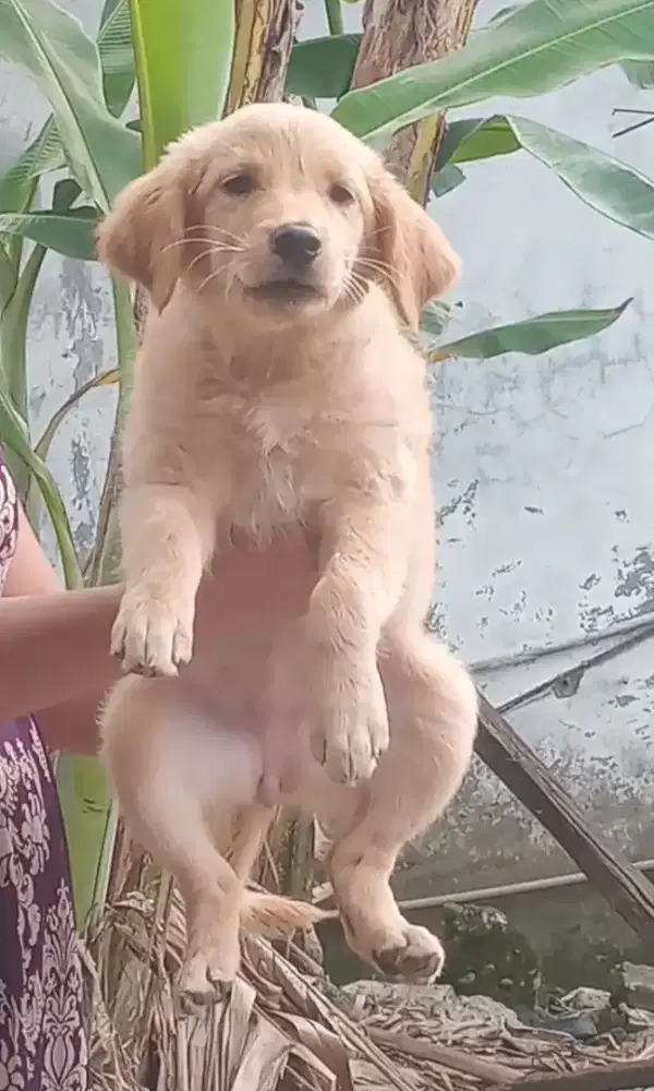 promoooo hari ni ja yaaaa Anjing golden betina