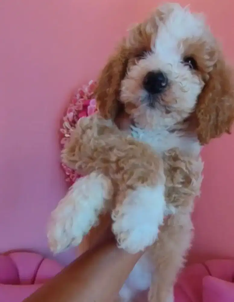 GIANT POODLE jantan betina