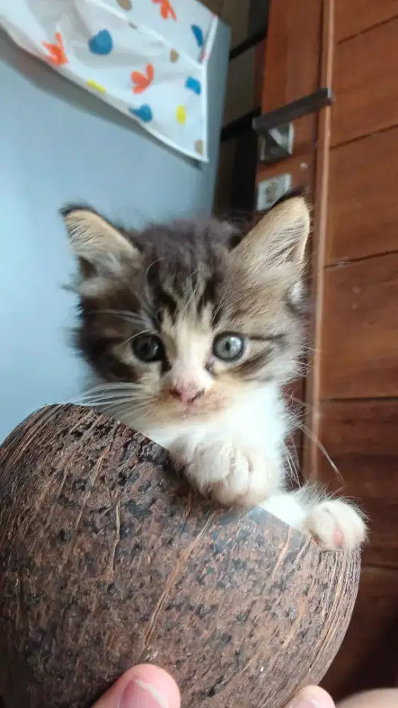 Open adopsi kitten Betina