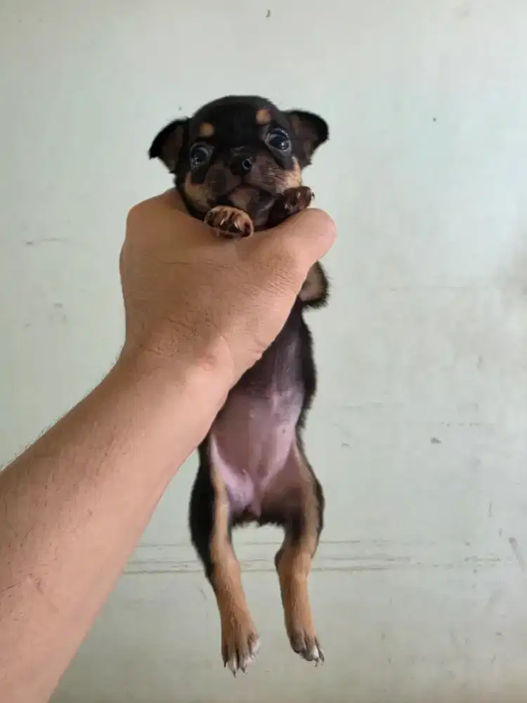 Chihuahua puppy