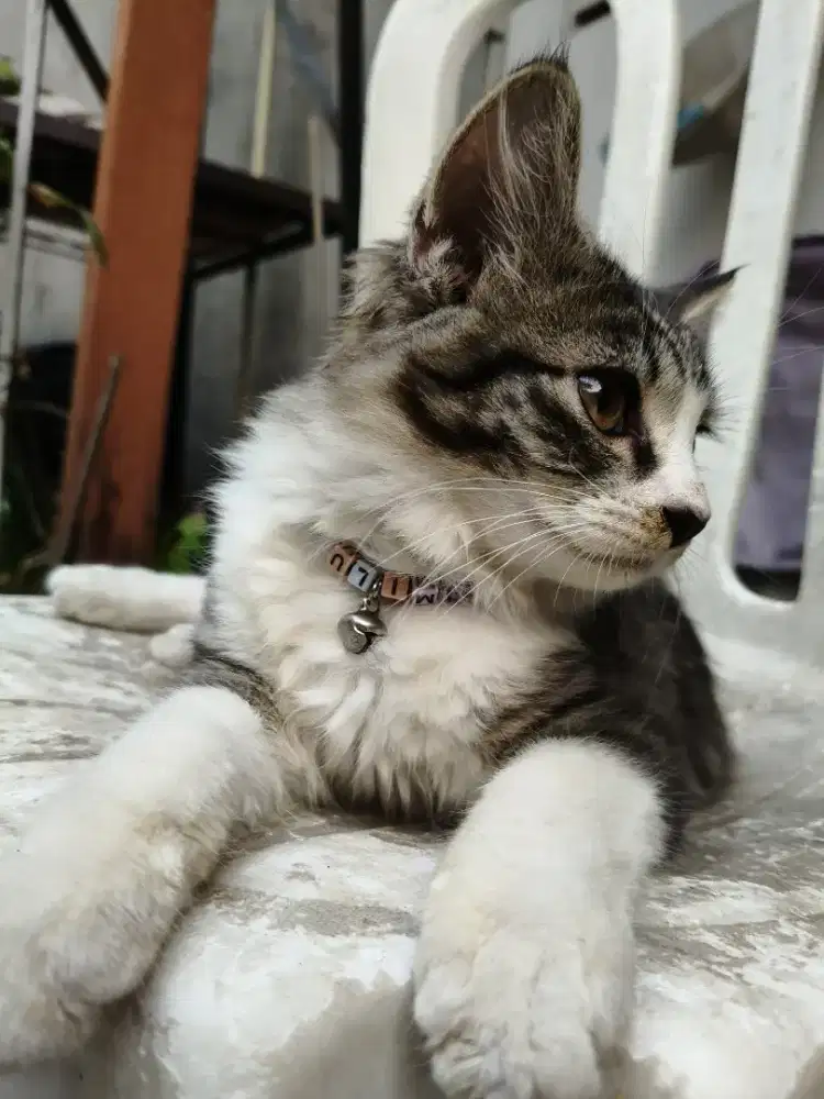 Open adopsi kitten Betina