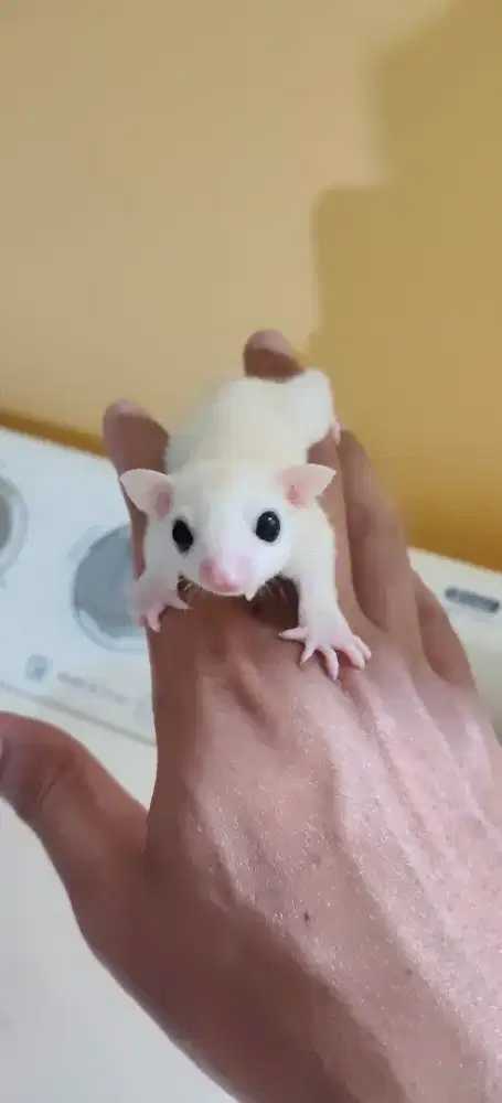 Sugar glider Leucistic 1 bulan