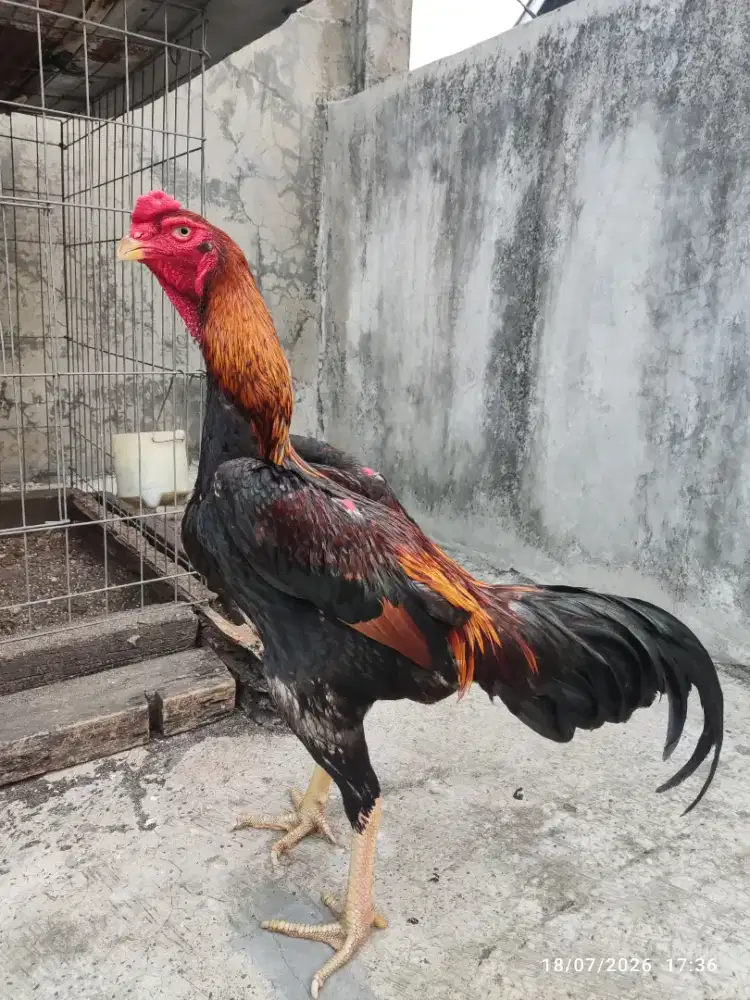Ayam shamo jepang tanaka
