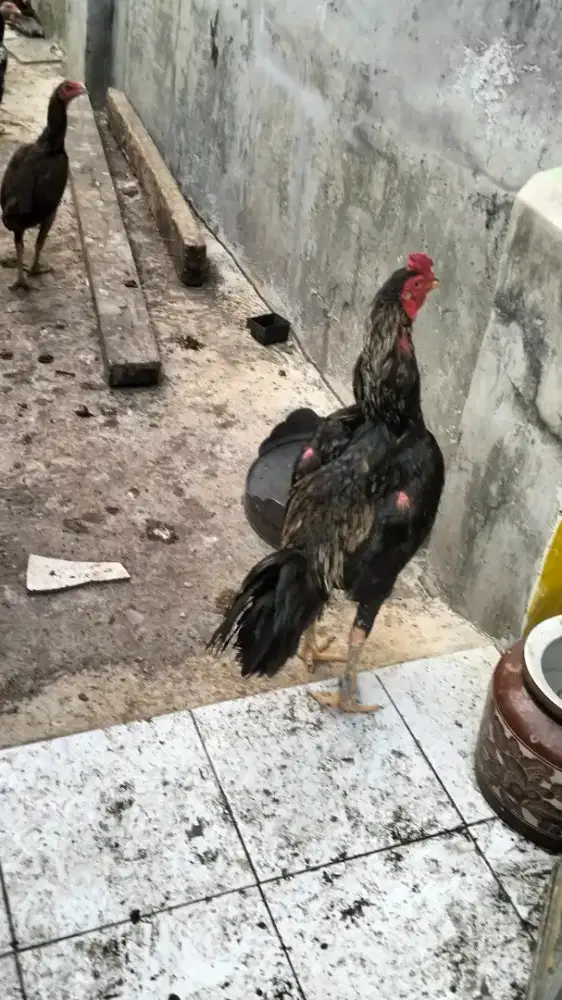 Ayam Jago Dan ayam Betina