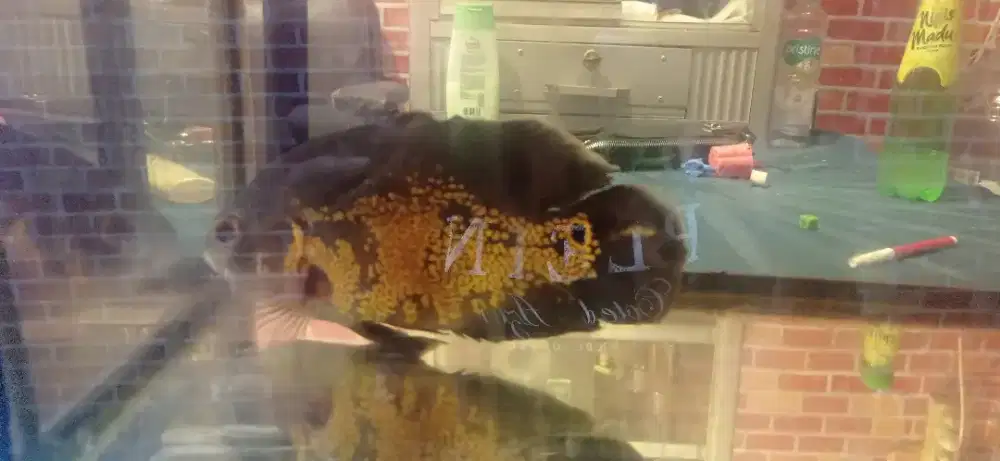 Ikan Oscar 4jari UP