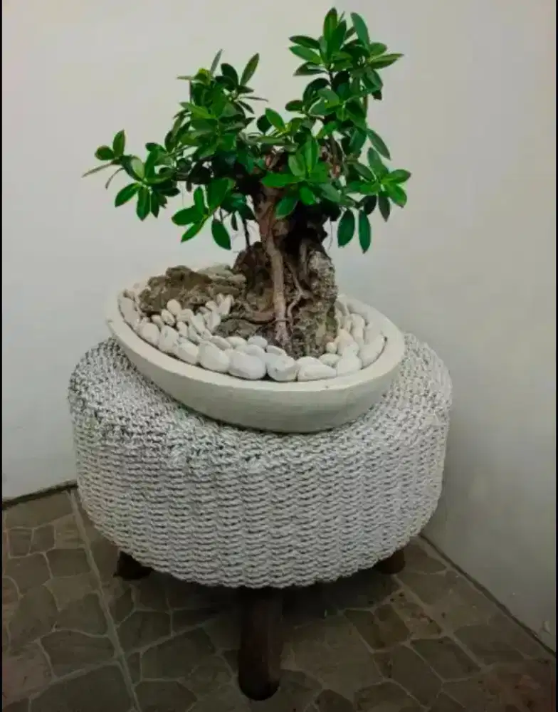 bonsai beringin dolar
