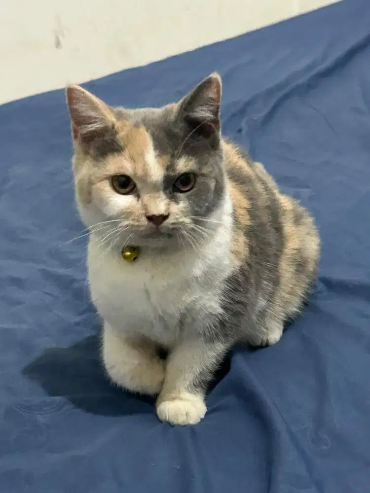 Kucing british shorthair bsh british short hair