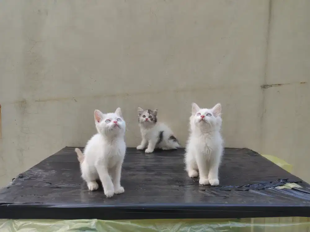 Kucing kitten persia 6 ekor/ mainecoon / anggora / peaknose / himalaya