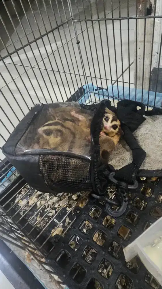 For adopt 4 ekor sugar glider white face