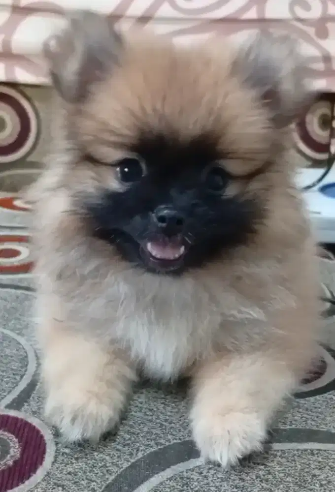 Super minipom Betina 2 bln(Kosongan)