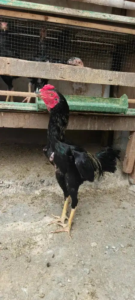 Ayam mangon jalak