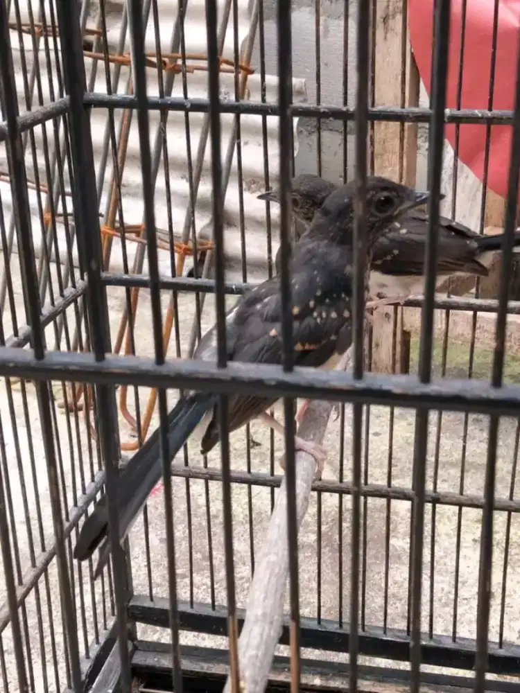 trotol murai non gembung usia 1bukan aman pur TT masuk