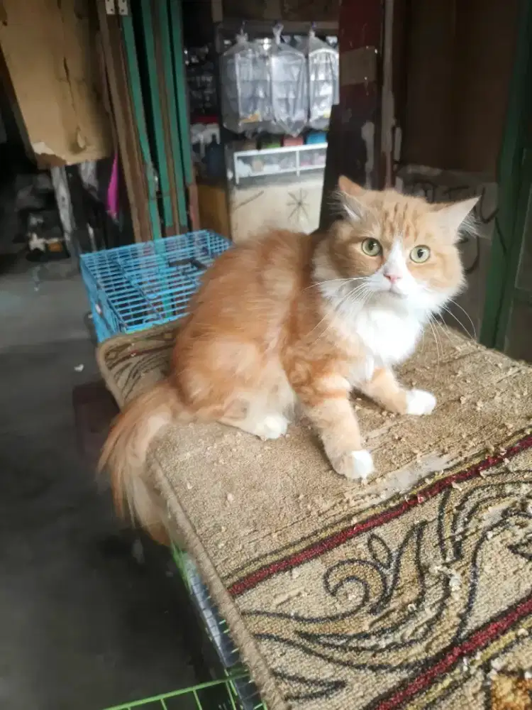 Persia jantan 8 bulan