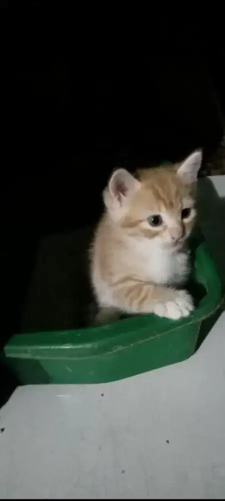 Kucing kitten jantan betina usia 3 bulan
