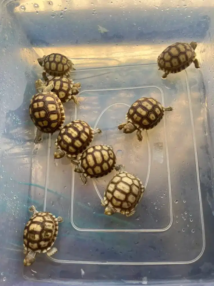 Sulcata baby 5cm