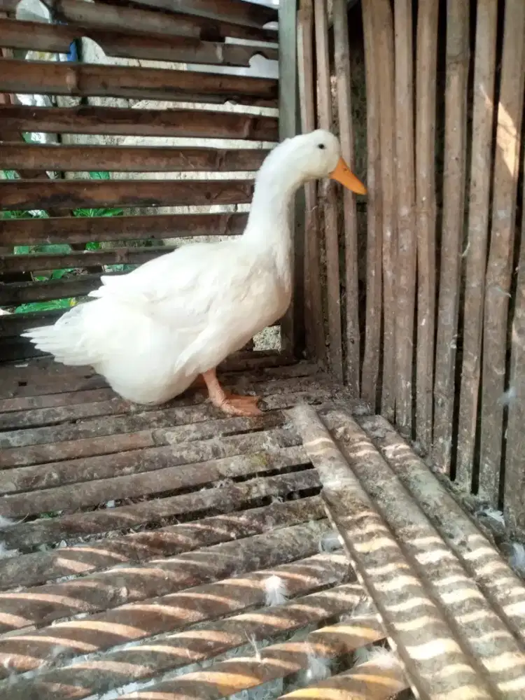 Bebek Peking betina