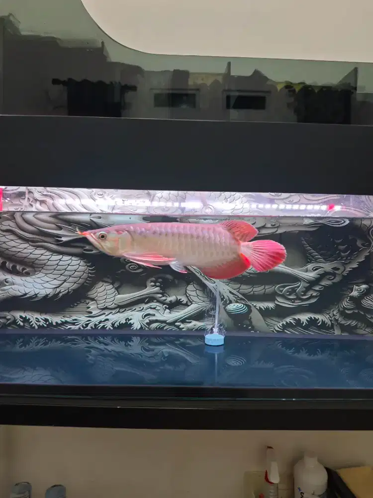 Ikan Arwana bersertifikat chip super red + set aquarium