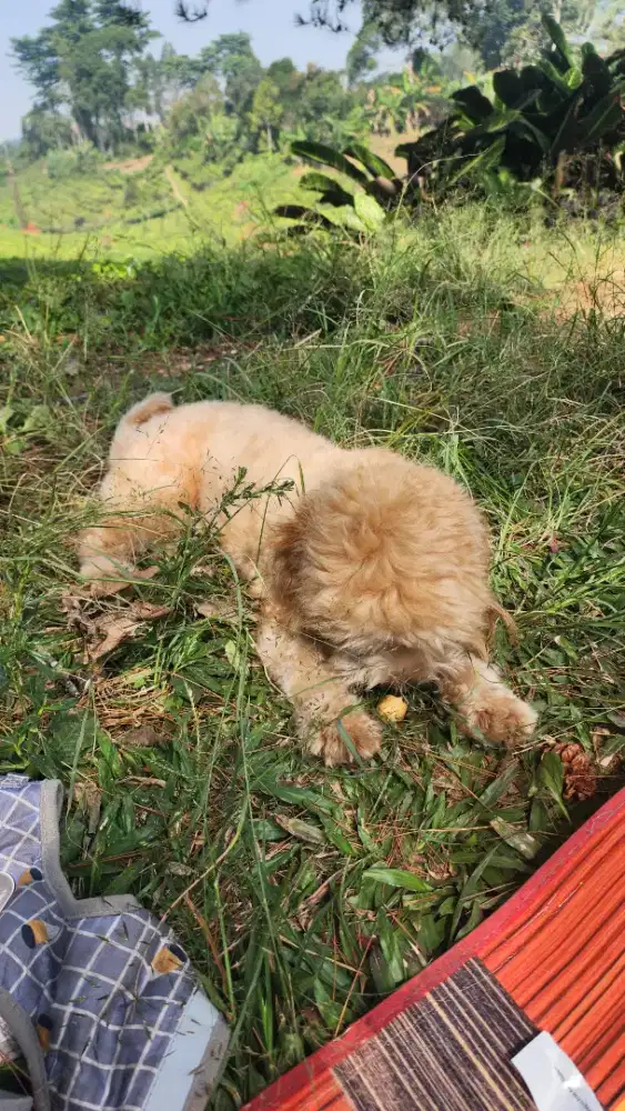 Dogy maltipo jantan