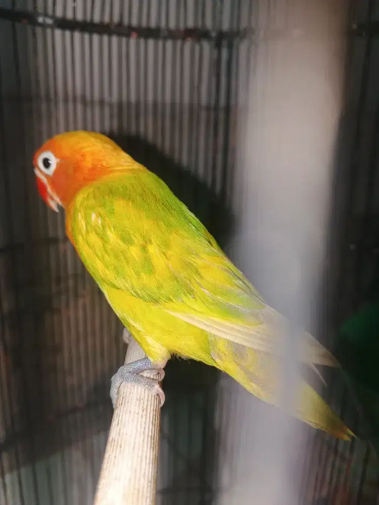 Lovebird paud mandiri warna sesuai foto