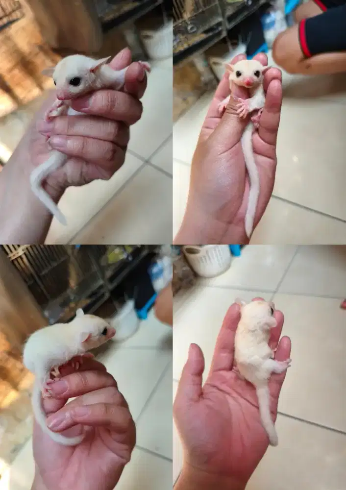 Ready Joey Leucistic