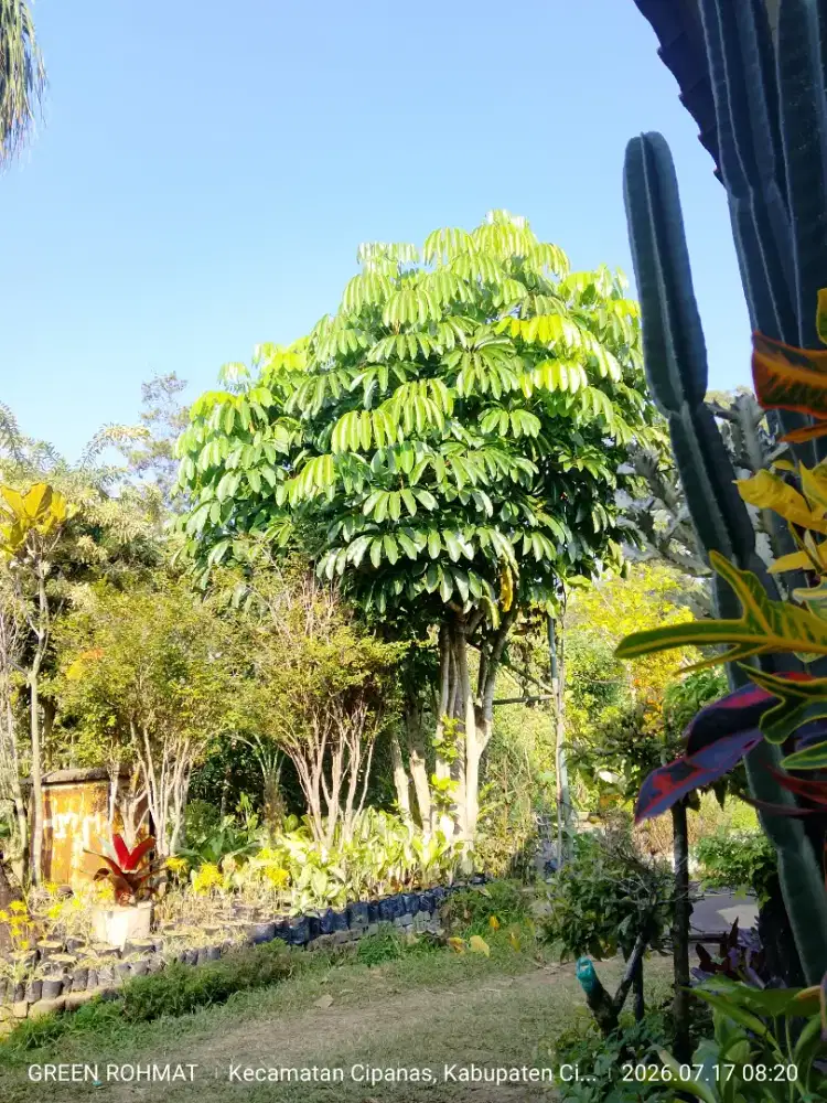 Tanaman Walisongo Hijau ( Daun Lebar )