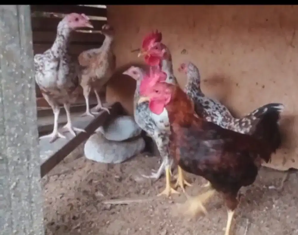 AYAM KAMPUNG 6 EKOR