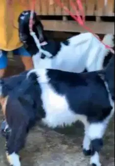 2 pasang bakalan kambing etawa PE kaligesing 5-6 bln TB 60-65cm manteb