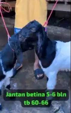 2 pasang bakalan kambing etawa PE kaligesing 5-6 bln TB 60-65cm manteb