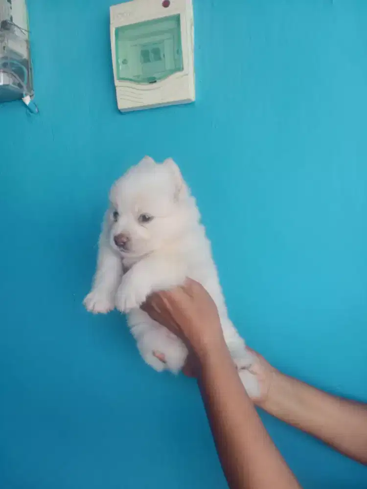 Minipom x jantan dan betina usia 3 BLN