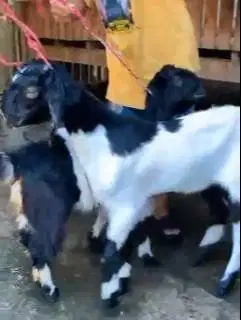 2 pasang bakalan kambing etawa PE 5-6 bln 2 jantan 2 betina TB 60-65cm