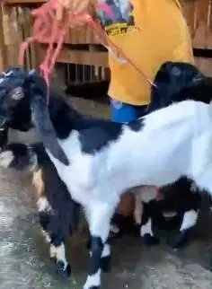 2 pasang bakalan kambing etawa PE 5-6 bln 2 jantan 2 betina siap piara