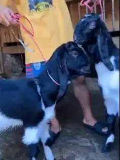 2 pasang bakalan kambing etawa PE 5-6 bln 2 jantan 2 betina siap piara