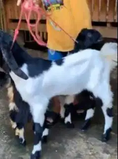 2 pasang bakalan kambing etawa 2 jantan 2 betina 5-6 bln TB 60-65cm ok