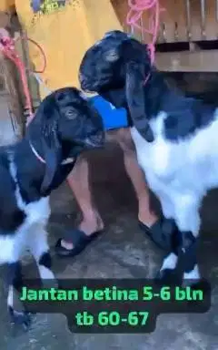 2 pasang bakalan kambing etawa 2 jantan 2 betina 5-6 bln TB 60-65cm ok