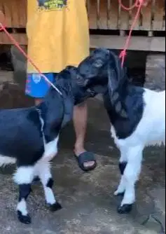 2 pasang bakalan kambing etawa 2 jantan 2 betina 5-6 bln TB 60-65cm ok