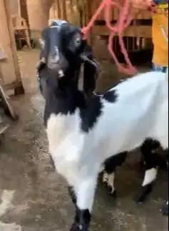 2 pasang bakalan kambing etawa PE 5-6 bln TB 60-65cm siap ternak puas