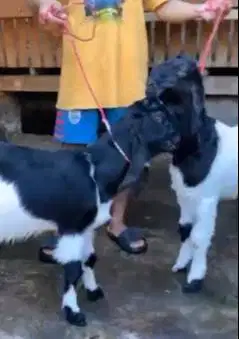 2 pasang bakalan kambing etawa PE 5-6 bln TB 60-65cm siap ternak puas