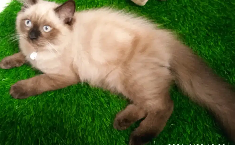 Kitten Himalaya gemoy dan kalem