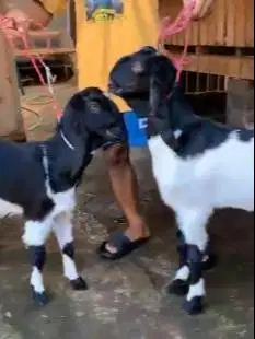 2 pasang bakalan kambing etawa PE 2 jantan 2 betina TB 60-65cm 5-6 bln