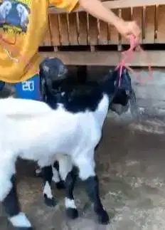 2 pasang bakalan kambing etawa PE 2 jantan 2 betina TB 60-65cm 5-6 bln